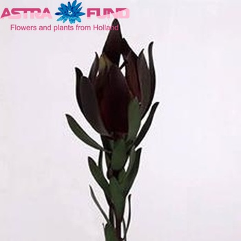 Leucadendron 'Rising Sun' fotó