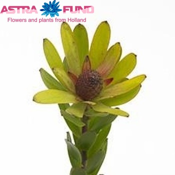 Leucadendron 'Rosette' fotó