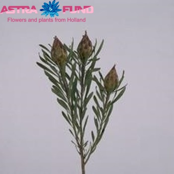 Leucadendron rubrum fotó