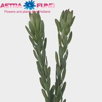 Leucadendron 'Safari Goldstrike' fotó