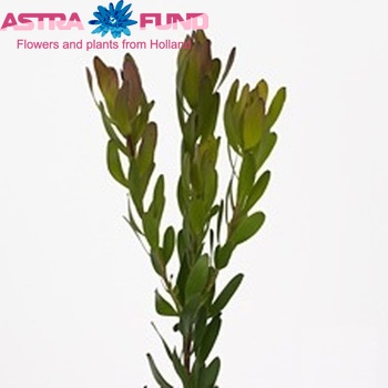 Leucadendron 'Safari Goldstrike' (vertakt) fotó