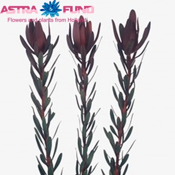 Leucadendron 'Safari Sunset' fotó