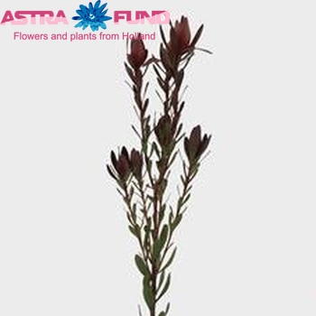 Leucadendron 'Safari Sunset' (vertakt) fotó