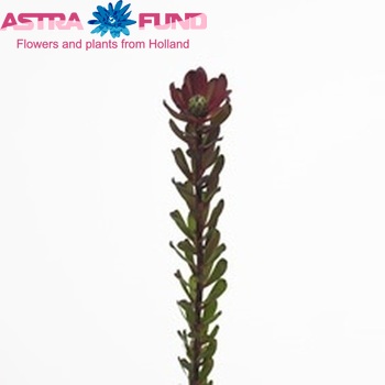 Leucadendron 'Safari Sweetie' fotó