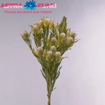 Leucadendron salignum fotó