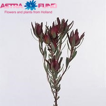 Leucadendron salignum 'Blush' fotó