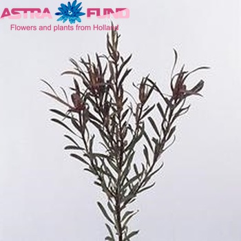Leucadendron salignum 'Long Tom' fotó