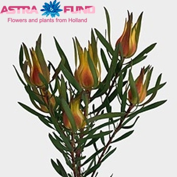 Leucadendron salignum 'Yaeli' fotó