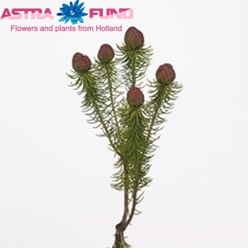 Leucadendron teretifolium fotó