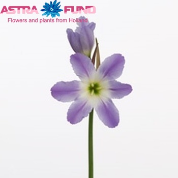 Leucocoryne 'Dione' photo