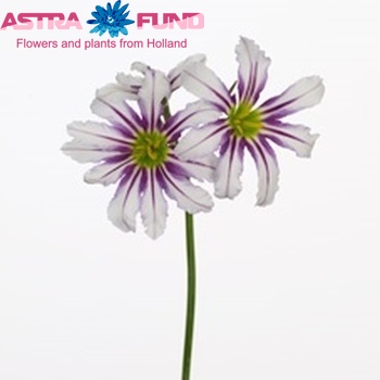 Leucocoryne 'Sunny Stripe' photo