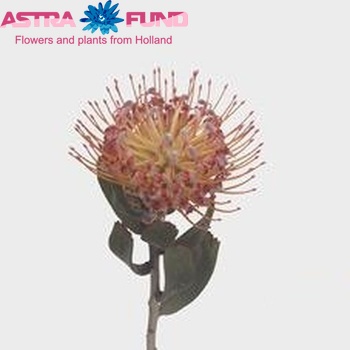 Leuco 'Firecracker' photo
