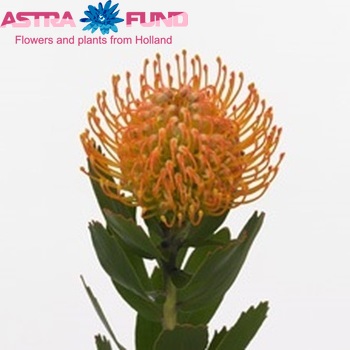 Leucospermum 'Appelkoos' photo