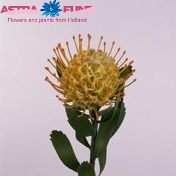 Leucospermum conocarpodendron 'Goldie' photo