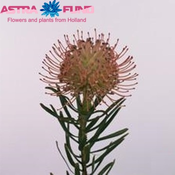 Leucospermum cordifolium 'Ballerina' photo