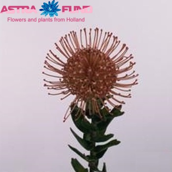 Leucospermum cordifolium 'Caroline' photo
