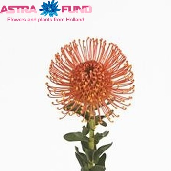 Leucospermum cordifolium 'Firedance' foto