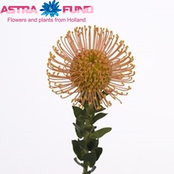 Leucospermum cordifolium 'Megan' foto