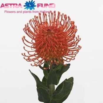 Leucospermum cordifolium 'Memory' foto