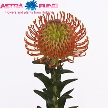 Leucospermum cordifolium 'Neena' foto