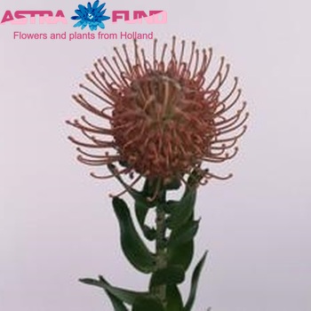 Leucospermum cordifolium 'Sunscar' foto