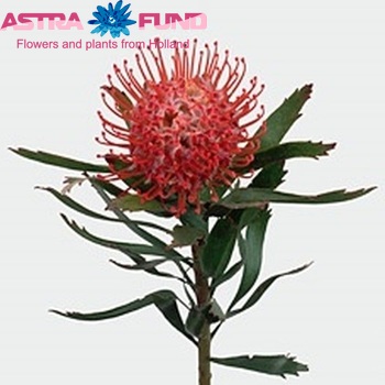 Leucospermum cordifolium 'Tango' foto