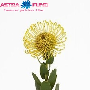 Leucospermum cuneiforme foto