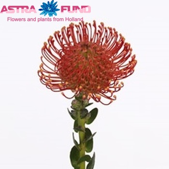 Leucospermum erubescens foto
