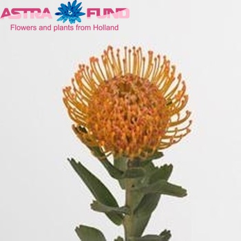 Leucospermum glabrum fotografie