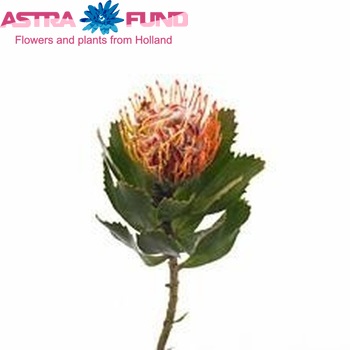 Leucospermum glabrum 'Helderfontein' fotografie