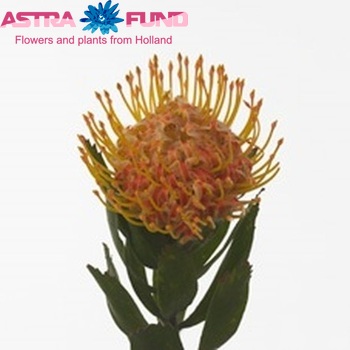 Leucospermum 'Henny's Torch' fotografie