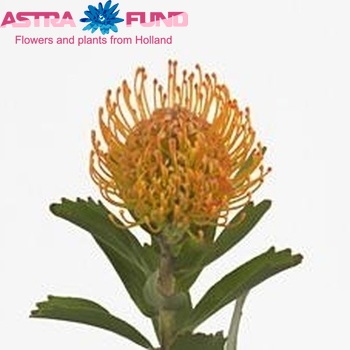Leucospermum 'Jelena' fotografie