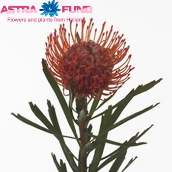 Leucospermum 'Mandalay' fotografie