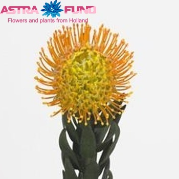 Leucospermum 'Moonlight' fotografie
