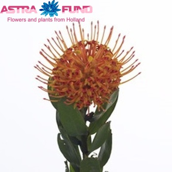 Leucospermum 'Naomi' fotografie