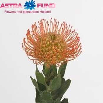 Leucospermum 'Nikki Umali' fotografie