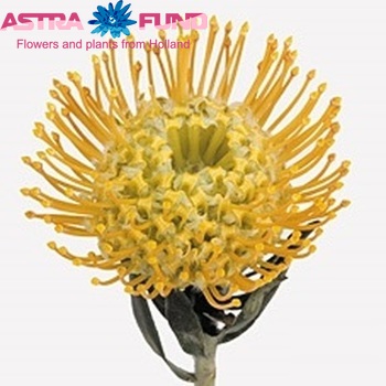 Leucospermum nutans 'Catherina' fotografie