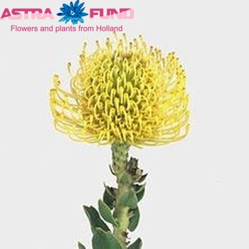 Leucospermum nutans 'High Gold' fotografie