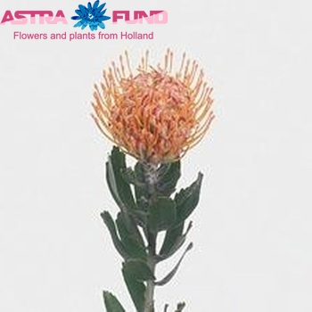 Leucospermum nutans 'Lava' fotografie