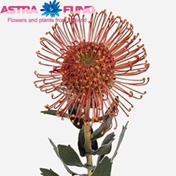 Leucospermum nutans 'Sunrise' fotografie