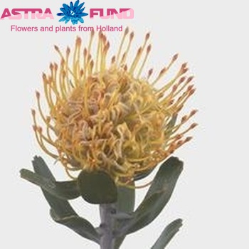 Leucospermum 'Partridge' fotografie
