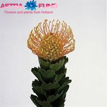 Leucospermum patersonii fotografie