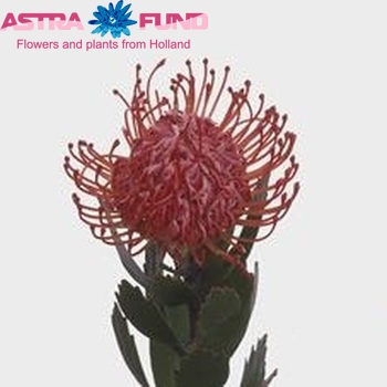 Leucospermum 'Rigoletto' fotografie