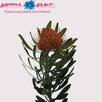Leucospermum saxosum fotografie