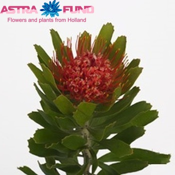 Leucospermum saxosum 'Maryland' fotografie