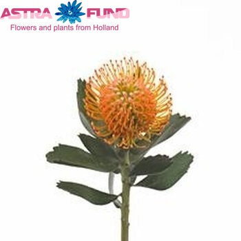 Leucospermum 'Soleil' foto
