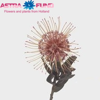 Leucospermum 'Spider' foto