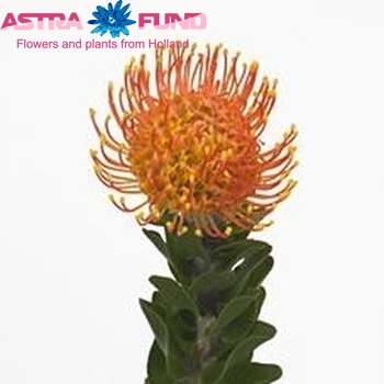 Leucospermum 'Strandveld' foto