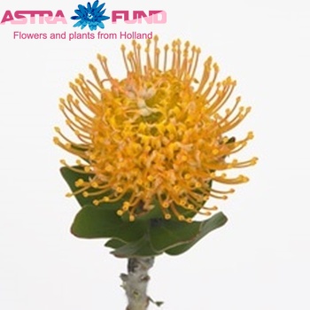 Leucospermum 'Sun Lady' foto
