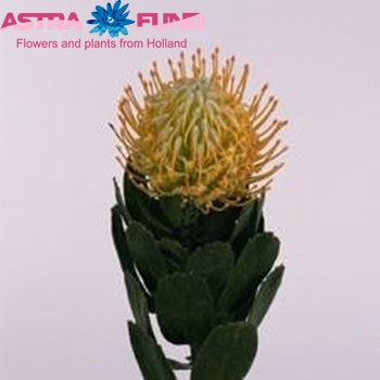 Leucospermum 'Sunbird' foto